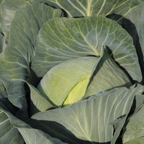 Капуста белокочанная Юбилей F1, 100шт семян