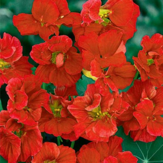 Настурция (Tropaeolum nanum) Top Flowering Double Globe of Fire, 25г семян