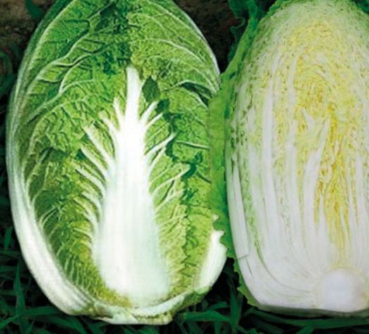 Капуста пекинская ЮКИ F1, 1.000 семян