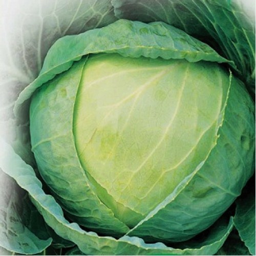 Капуста белокочанная Каменная голова, 5г семян