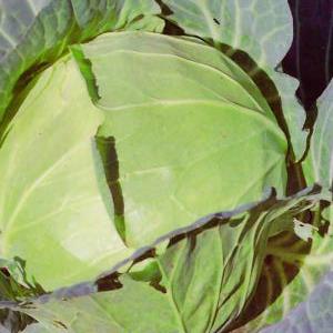 Капуста белокочанная Квартет F1, 5г семян