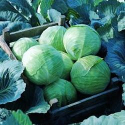 Капуста белокочанная Леннокс F1, 100шт семян