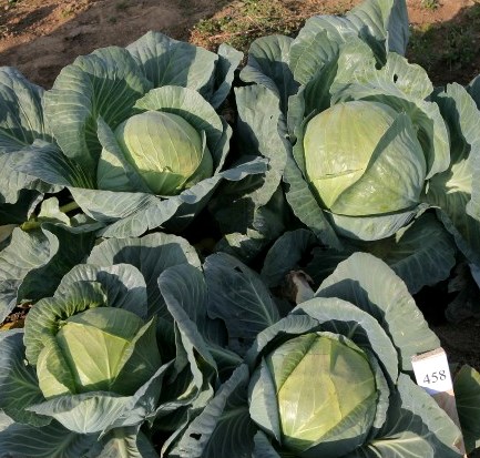 Капуста белокочанная Мечта F1, 5г семян