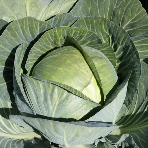 Капуста белокочанная Циркон F1, 100шт семян