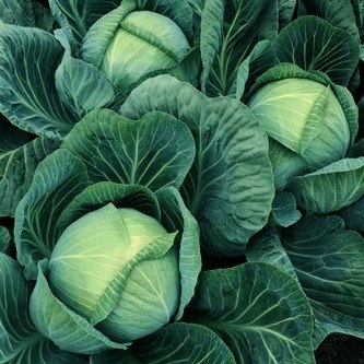 Капуста белокочанная Галакси F1, 100шт семян