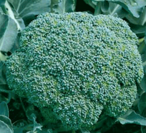 Капуста брокколи Лорд F1, 100шт семян