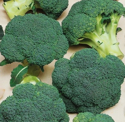 Капуста брокколи МАРАТОН F1, 1.000 семян