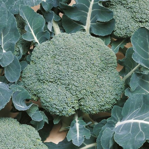 Капуста брокколи Белстар F1, 100шт семян