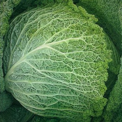 Капуста савойская Вертю 1340, 5г семян