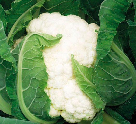Капуста цветная Концепт F1, 100шт семян