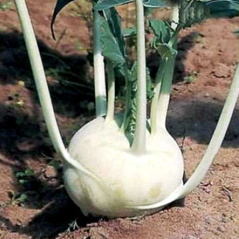 Кольраби Корист F1, 50шт семян