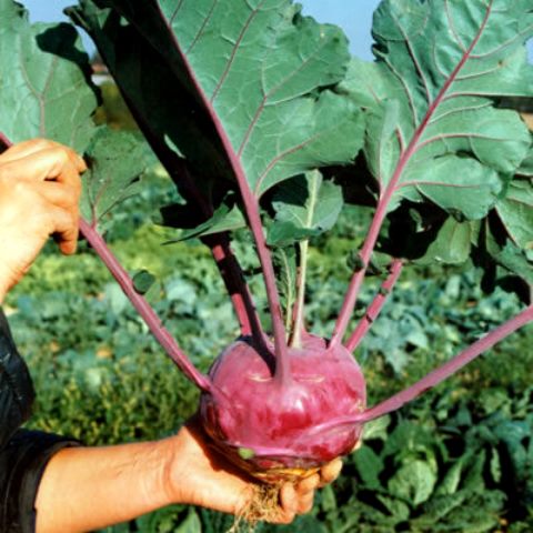 Кольраби Соната F1, 5г семян