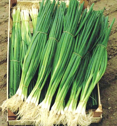 Лук на перо Параде, 1г семян