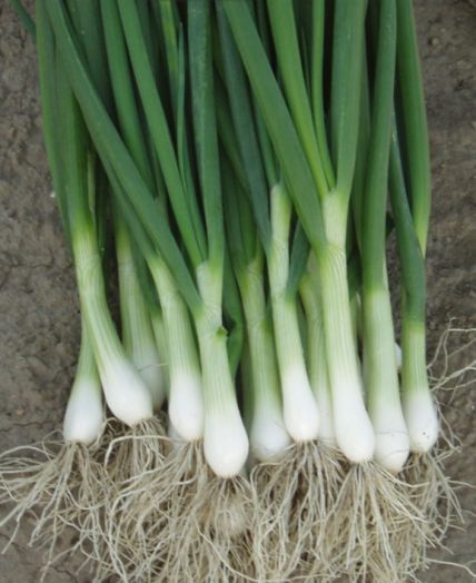 Лук на перо Перформер, 1г семян