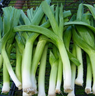Лук-порей Карантанский, 5г семян