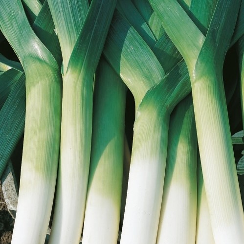 Лук-порей Ланцелот, 1г семян