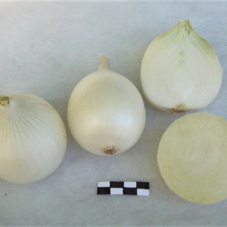 Лук репчатый Неман, 5г семян