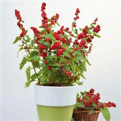 Марь многолистная/Земляничный шпинат Red Berry, 0,5г семян