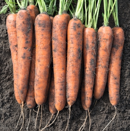 Морковь Норвегия, 1г семян