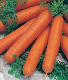 Морковь Ромоса, 5г семян