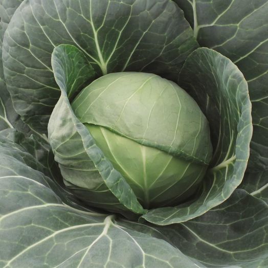 Капуста белокочанная ФАРАО F1, 1.000 семян