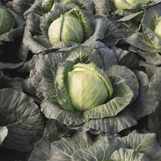 Капуста белокочанная Краутман F1, 100шт семян