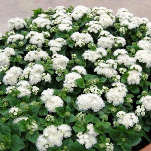 Агератум мексиканский (Ageratum mexicanum) Aloha white, 100 драже