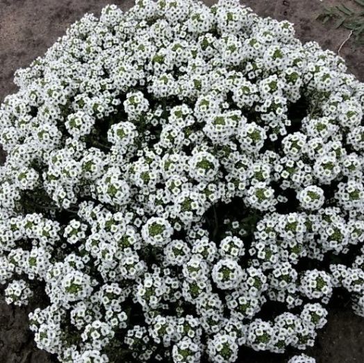 Алиссум морской (Alyssum maritima) Benthamii, 0,5г семян