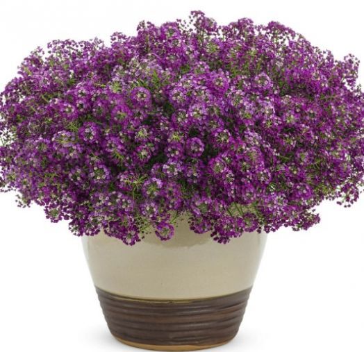 Алиссум морской (Lobularia maritima) Clear Crystal Purple, 100 мультидраже