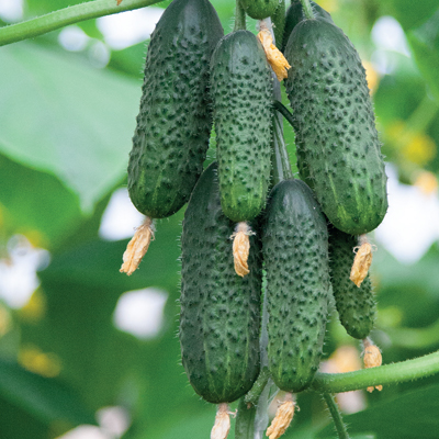 Огурец АВАНТЮРА F1, 250 семян