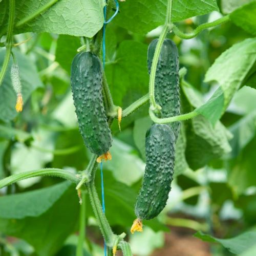 Огурец партенокарпический Аксинья F1, 50шт семян