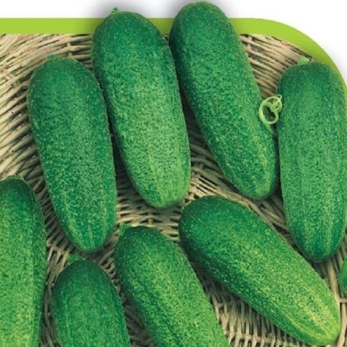 Огурец ГАРМОНИСТ F1, 250 семян