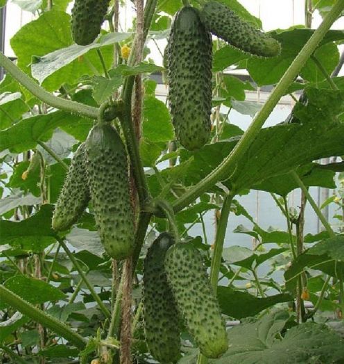 Огурец партенокарпический Кайман F1, 50шт семян