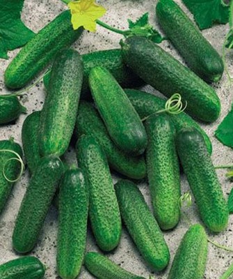 Огурец партенокарпический Клодин F1, 50шт семян