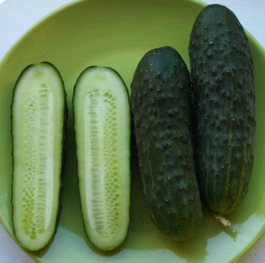 Огурец партенокарпический Мария F1, 50шт семян