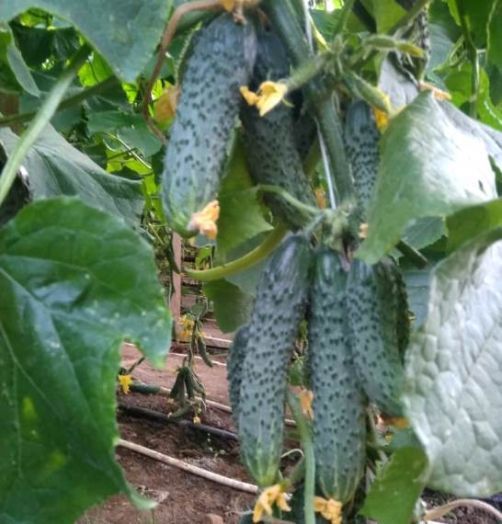 Огурец партенокарпический Муссон F1, 50шт семян