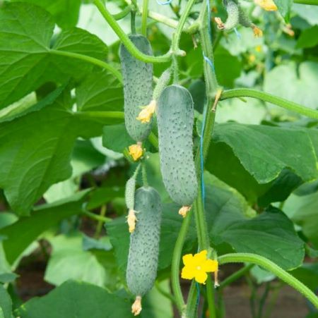 Огурец партенокарпический Сотник F1, 50шт семян