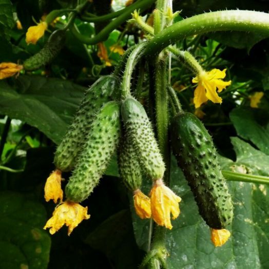 Огурец ШКИПЕР F1, 250 семян