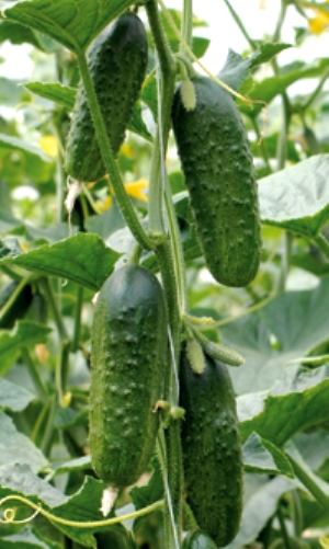 Огурец ЭКСЕЛЬСИОР F1, 250 семян