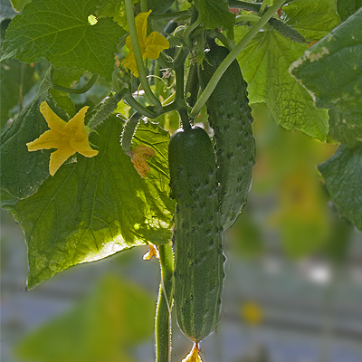 Огурец пчёлоопыляемый Доминатор F1, 50шт семян