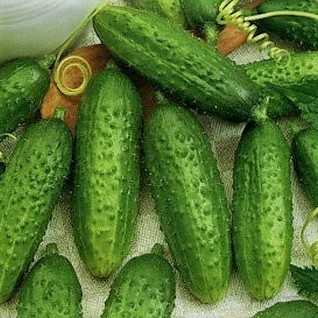 Огурец пчёлоопыляемый Моравский корнишон F1, 50шт семян