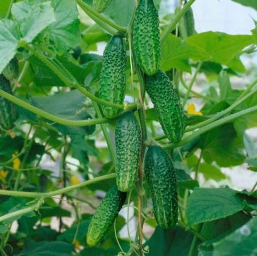 Огурец пчёлоопыляемый Отелло F1, 50шт семян
