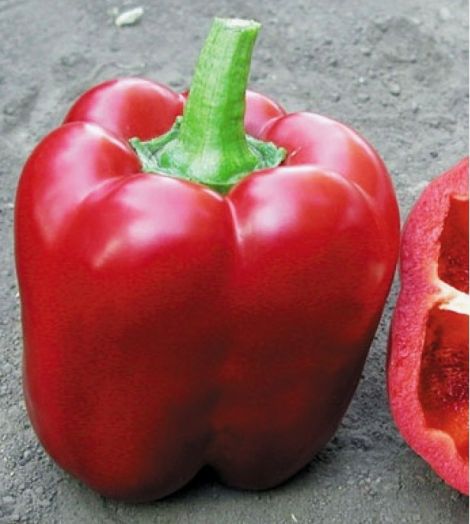 Перец сладкий АРИСТОТЕЛЬ F1, 500 семян