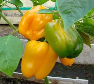 Перец сладкий Калифорнийское чудо жёлтый, 50шт семян