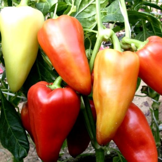 Перец сладкий Ласточка, 50шт семян