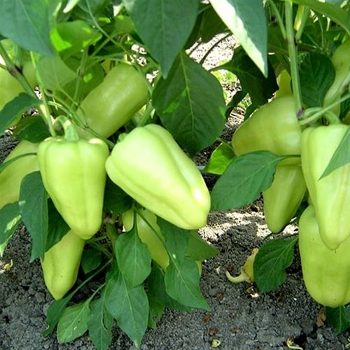 Перец сладкий ЛОТТА F1, 500 семян