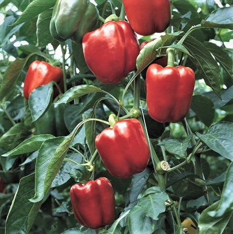 Перец сладкий Прокрафт, 10шт семян