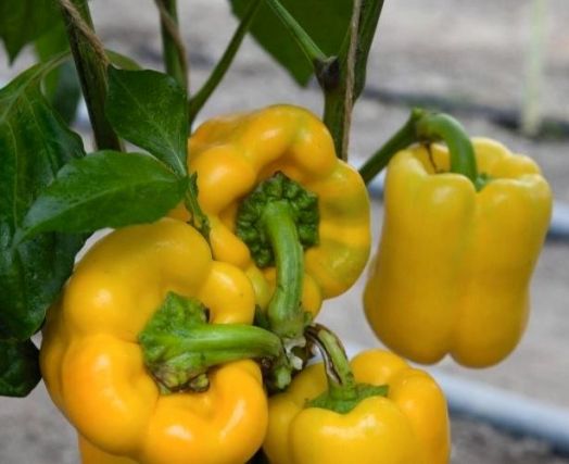 Перец сладкий Турбин F1, 50шт семян