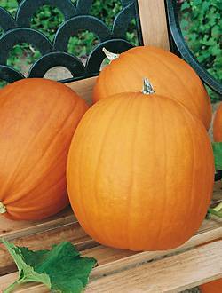 Тыква Витаминная, 50шт семян