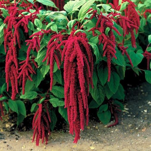 Амарант хвостатый (Amaranthus caudatus) Red Waterfall, 1г семян